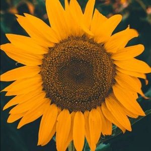 Meet your Posher, Audrey